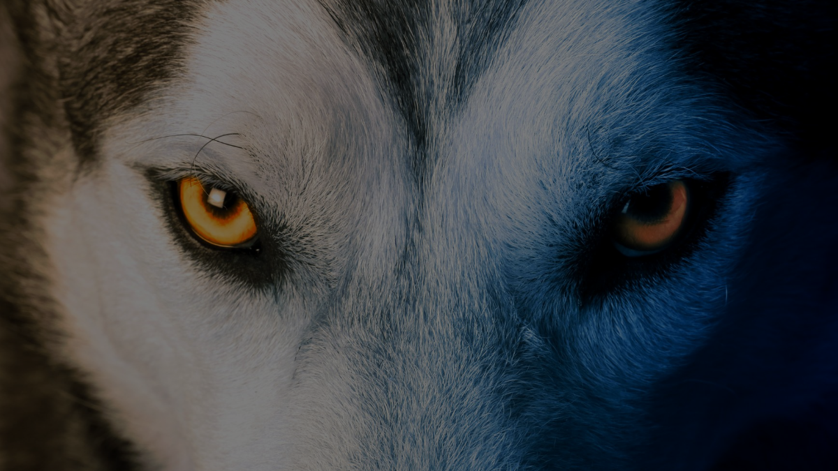 What is Primal Play? How We Unleash Our Wild Side